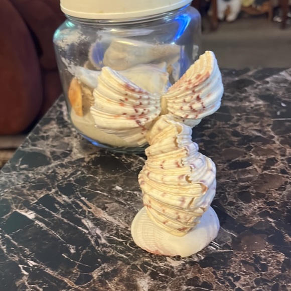 Sea shells - Picture 4 of 7